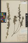 Foto von Salix repens subsp. rosmarinifolia (L.) Andersson